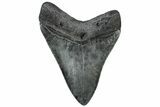 Fossil Megalodon Tooth - South Carolina #310038-1